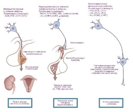 Hipotalamus.  Tri vrste nevrosekretnih celic hipotalamusa.