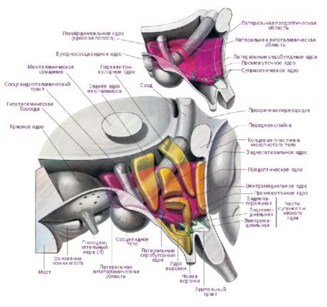 Območje hipotalamusa na levi hemisferi možganov.  Glavna hipotalamska jedra