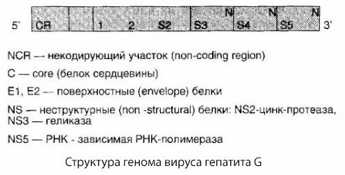 Virus hepatitisa G (HGV)