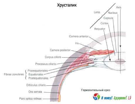 Objektiv.  Struktura leče