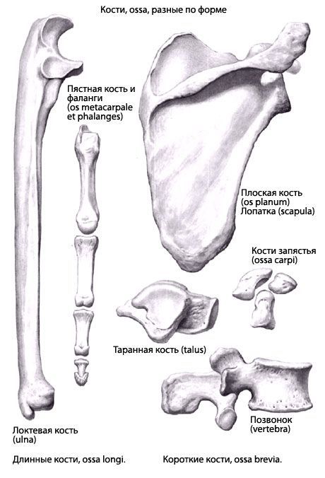 Vrste kosti