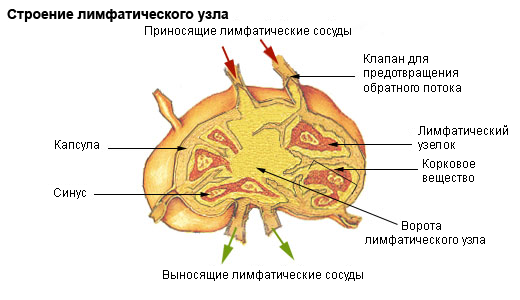 Bezgavke