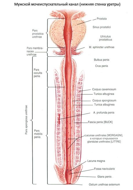 Moška uretra, moška sečnica