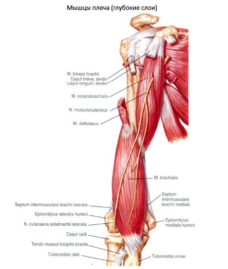 Korakobrahialna mišica (m.coracobrachialis)