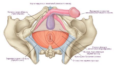 Perineum v moškem