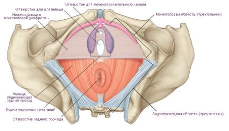 Perineum v ženi