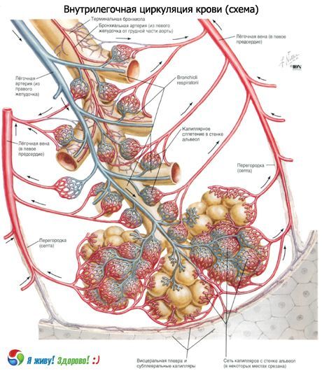Bronchi.  Dihalni sistem bronhijev
