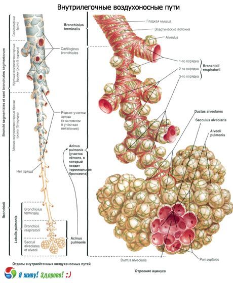 Bronchi.  Dihalni sistem bronhijev