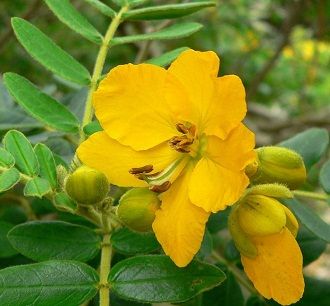 Indijska senna proti zaprtju