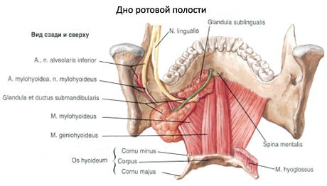 Podmandibularna slinavka 