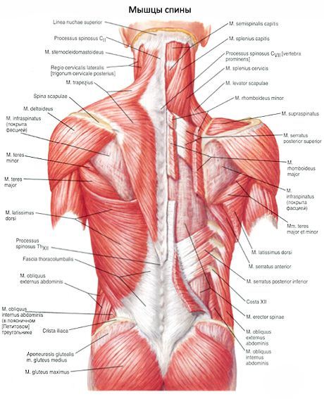 Najširša hrbtna mišica