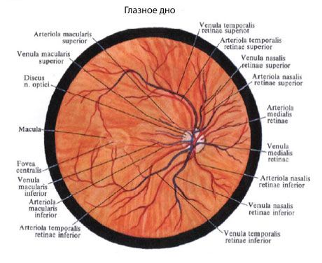Očesni fundus