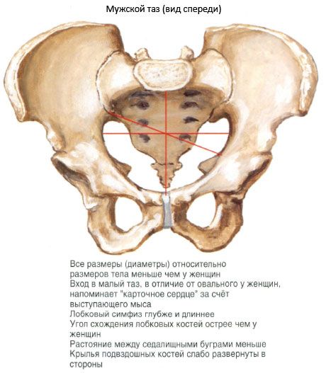 Medenica kot celota