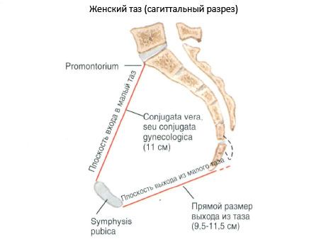 Medenica kot celota