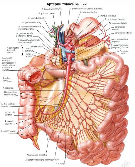 Arterije tankega črevesja