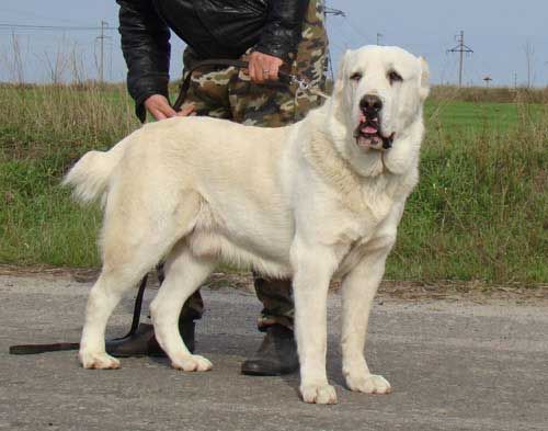 Srednjeazijski ovčar