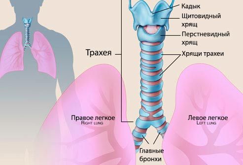 Kaj je traheitis pri otroku? Fotografija sapnika