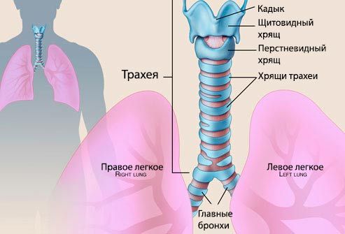 Kaj je traheitis pri otroku? Slika traheje 