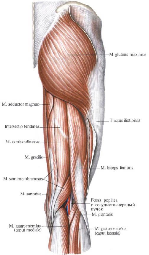 Gluteus mišice (gluteus maximusus)